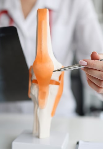 A medical professional indicating joint cartilage on a model of a joint